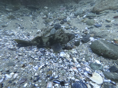 Paralabrax nebulifer