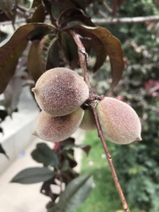 Prunus persica