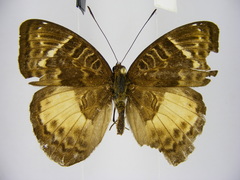 Euriphene saphirina saphirina