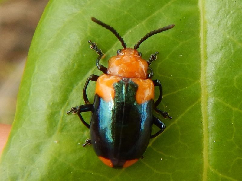Phyllocharis