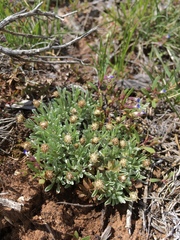Antennaria dimorpha