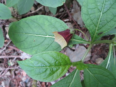 Scopolia japonica