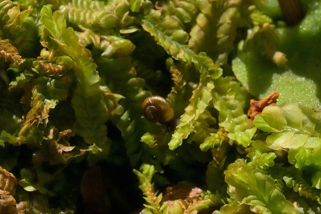 Taguahelix delicatula