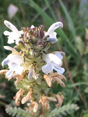 Pedicularis cheilanthifolia