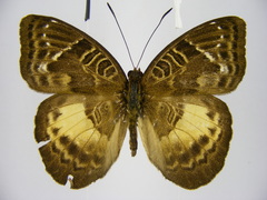 Euriphene saphirina saphirina