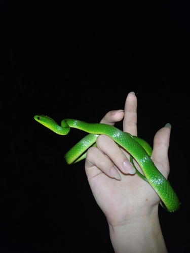 Chinese Green Snake