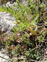 Astragalus megalanthus