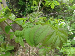 Fraxinus mandshurica