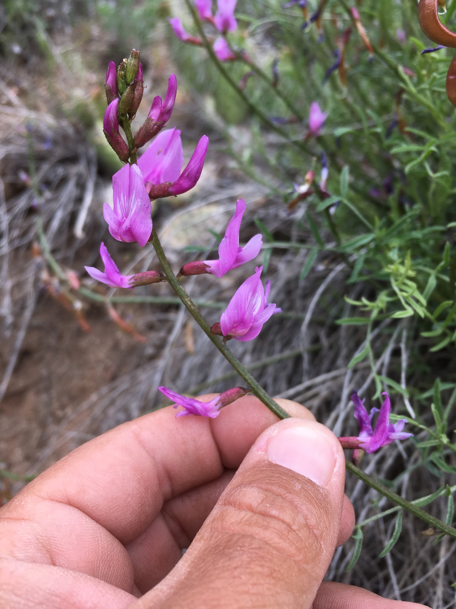 Astragalus coltonii