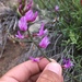 Colton's Milkvetch - Photo no rights reserved, uploaded by aspidoscelis