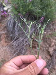 Astragalus coltonii