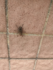 Stromatium longicorne