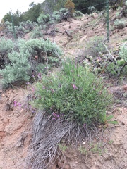 Astragalus coltonii