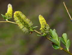 Salix udensis