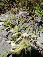 Astragalus megalanthus