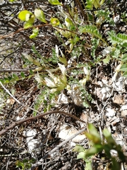 Astragalus megalanthus