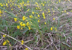 Draba sibirica