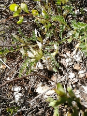 Astragalus megalanthus