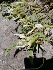 Astragalus megalanthus