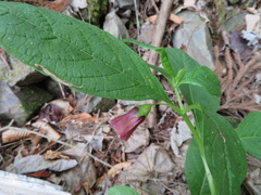 Scopolia japonica