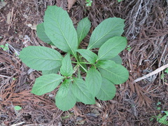 Scopolia japonica
