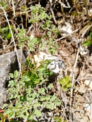 Thalictrum foetidum