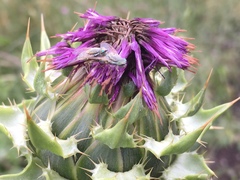 Terellia fuscicornis