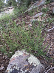 Galium coloradoense
