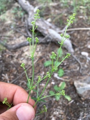 Galium coloradoense