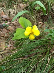 Viola uniflora