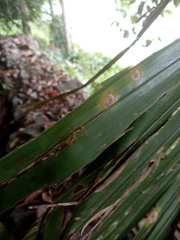 Myrmaplata plataleoides