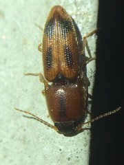 Aeolus scutellatus