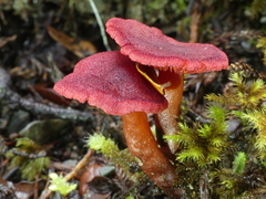 Cortinarius vinicolor