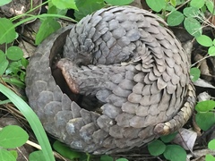 Phataginus tricuspis