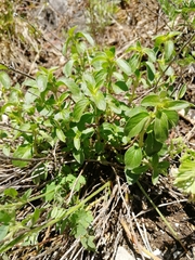 Ziziphora clinopodioides