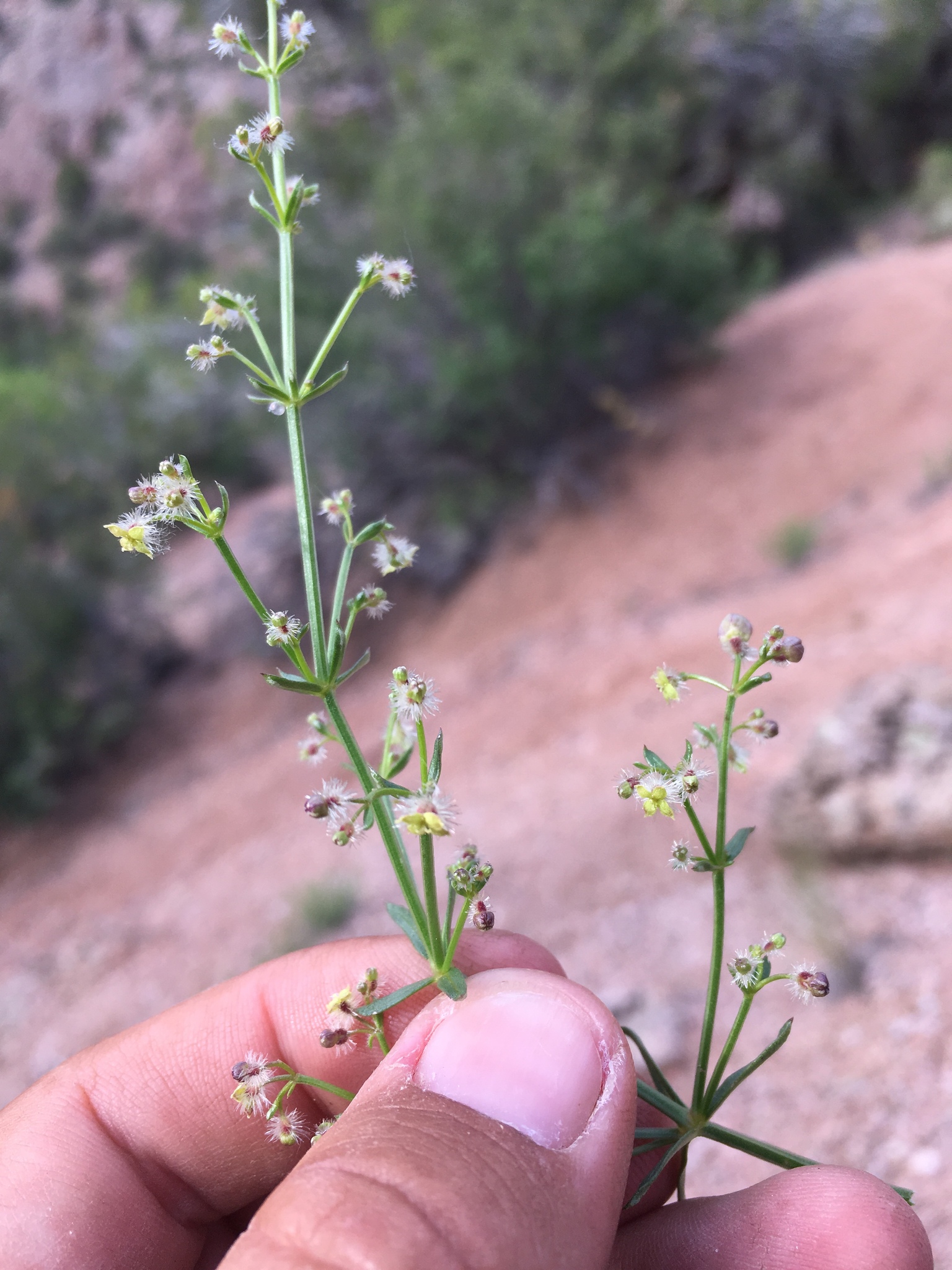 Galium coloradoense