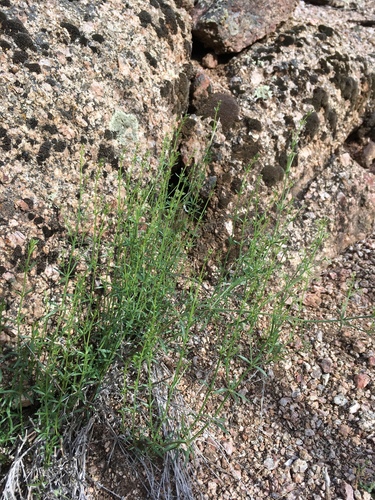 Colorado bedstraw (Galium coloradoense)