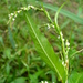 Persicaria hydropiper - Photo (c) Serge M. Appolonov, μερικά δικαιώματα διατηρούνται (CC BY-NC)