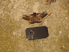 Saturnia pyri