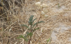 Astragalus curtipes