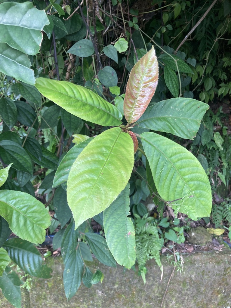 Saurauia tristyla oldhamii from 臺灣島, 石門區, NWT, TW on June 10, 2024 at ...