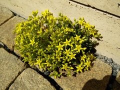 Sedum acre