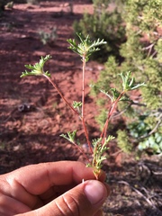 Ipomopsis polycladon