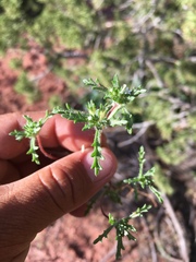 Ipomopsis polycladon