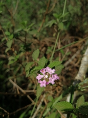 Lantana rugosa