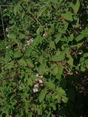Lantana rugosa