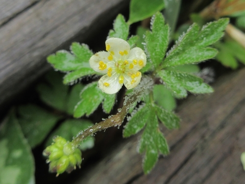 Anemone stolonifera iNat (3)