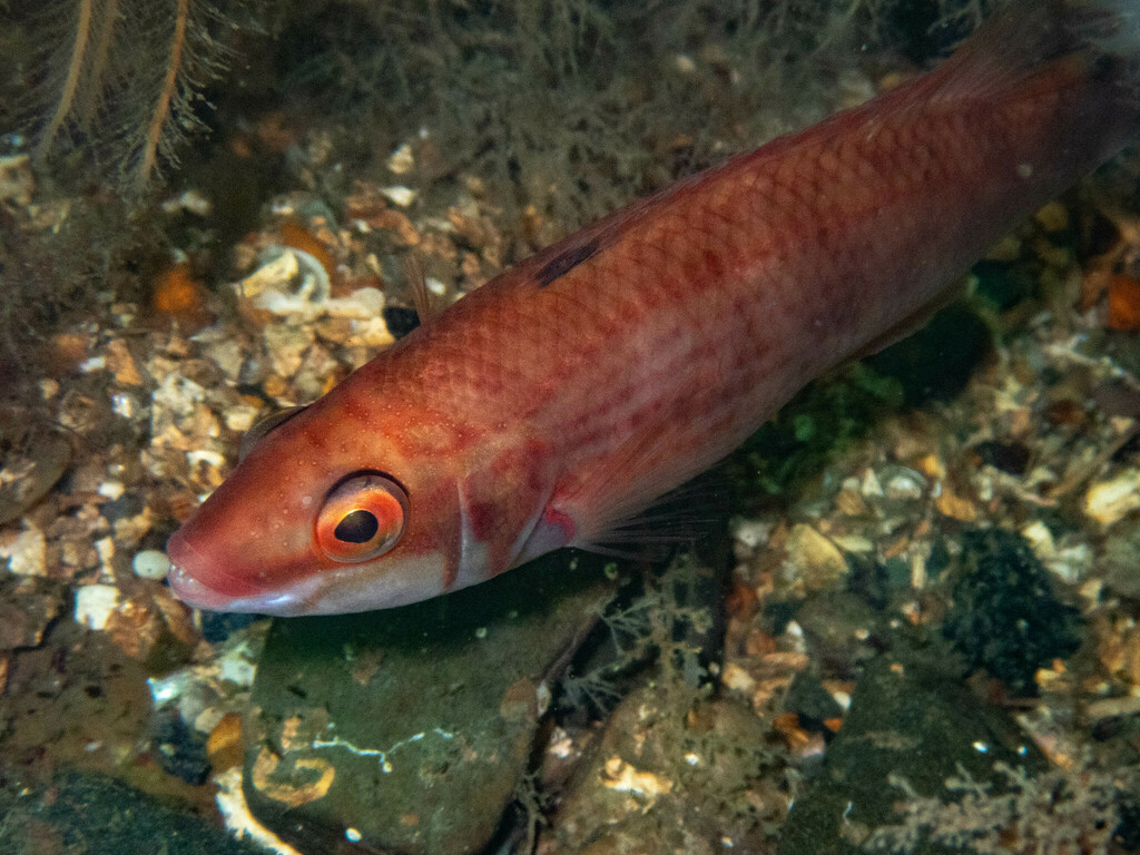 Goldsinny wrasse (Ctenolabrus rupestris) — Labridae