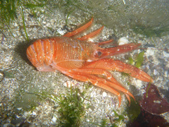 Grimothea planipes