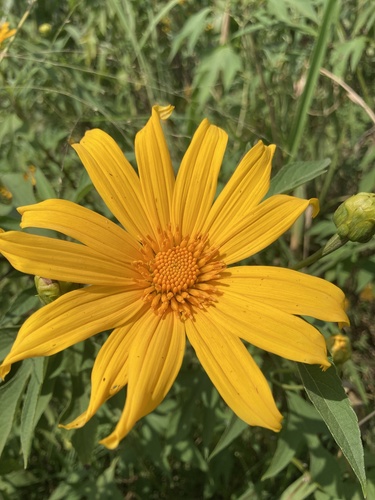 Mexican sunflower